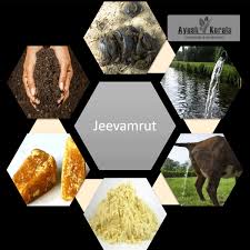 Jivamrit Starter Kit - Traditional and Natural Seeds from Ankuran Seeds
