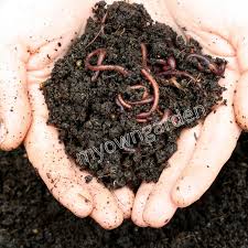 Premium Vermicompost - Traditional and Natural Seeds